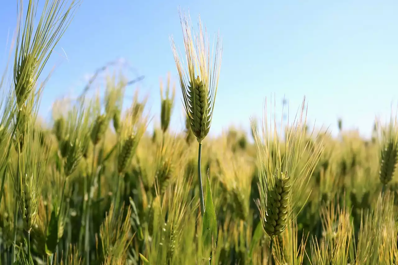 Las fuentes ocultas de gluten en su dieta